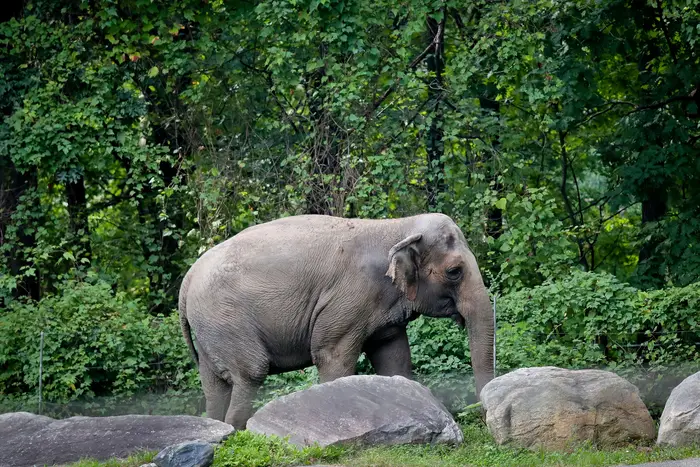 This is a photo of Happy the elephant in The Bronx Zoo.